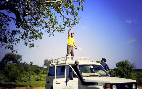 Tanzania Ernte von Baumsamen